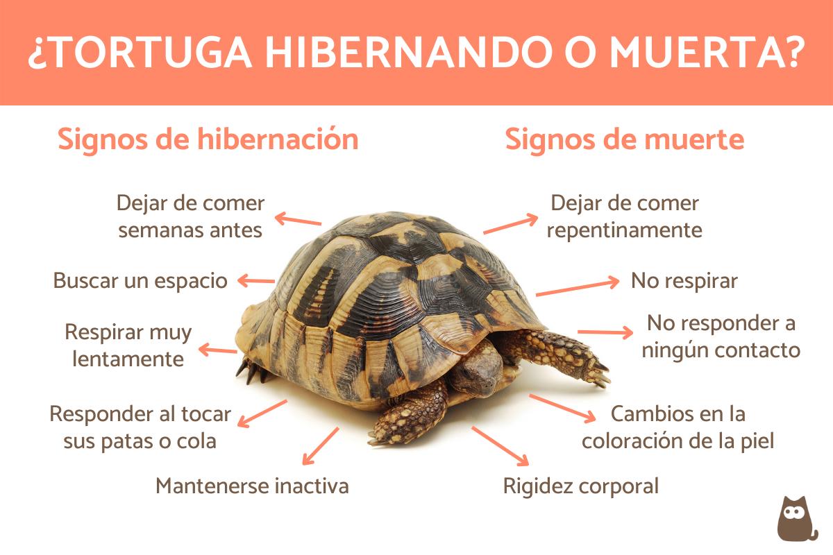 ¿Cómo sé si mi tortuga está hibernando o muerta?