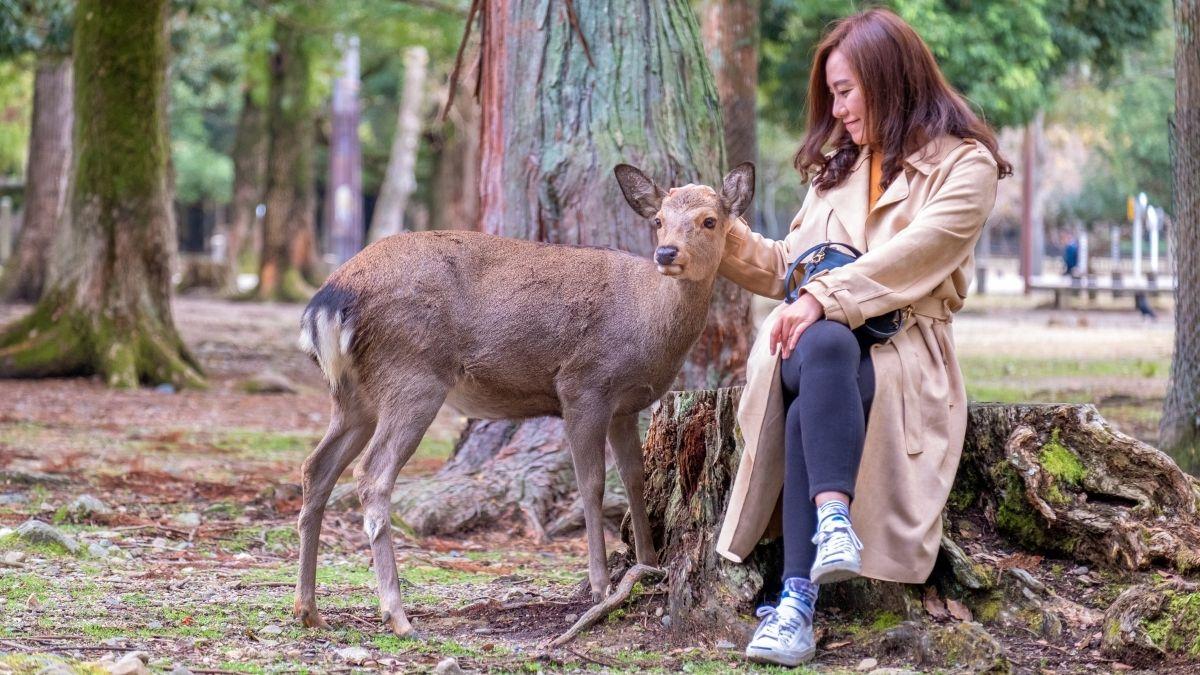 Qué significa realmente que los animales se acerquen a ti (no es casualidad)