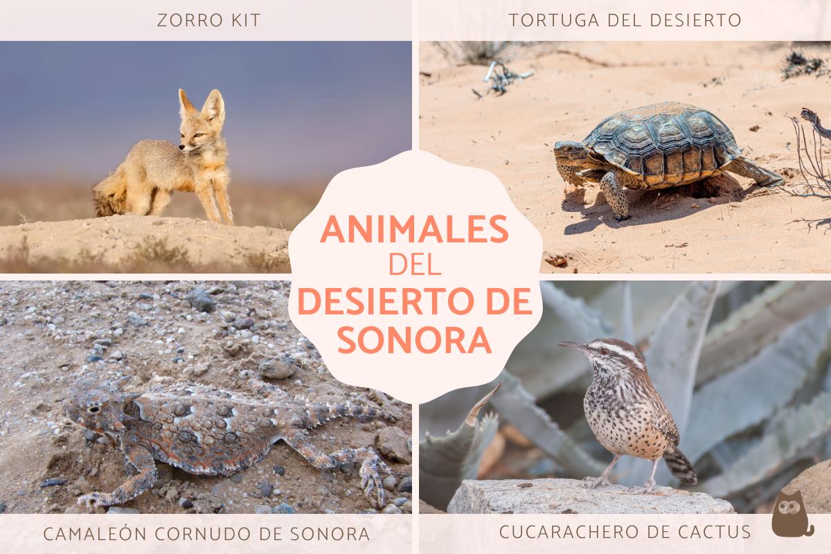 Animales del desierto de Sonora