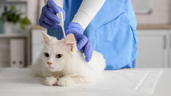 Podrías estar poniendo mal la pipeta a tu gato sin saberlo: este es el error más común que hace que no funcione - Así funcionan las pipetas antiparasitarias para los gatos