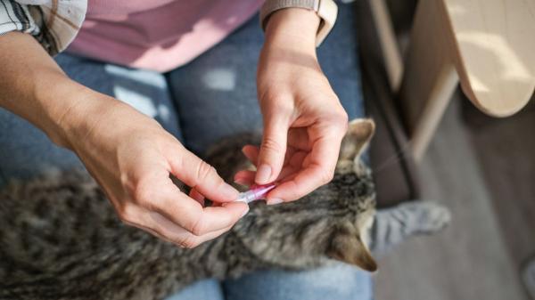 Podrías estar poniendo mal la pipeta a tu gato sin saberlo: este es el error más común que hace que no funcione - Este es el error más común a la hora de aplicar la pipeta antiparasitaria a los gatos