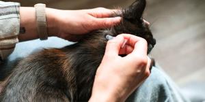 Podrías estar poniendo mal la pipeta a tu gato sin saberlo: este es el error más común que hace que no funcione