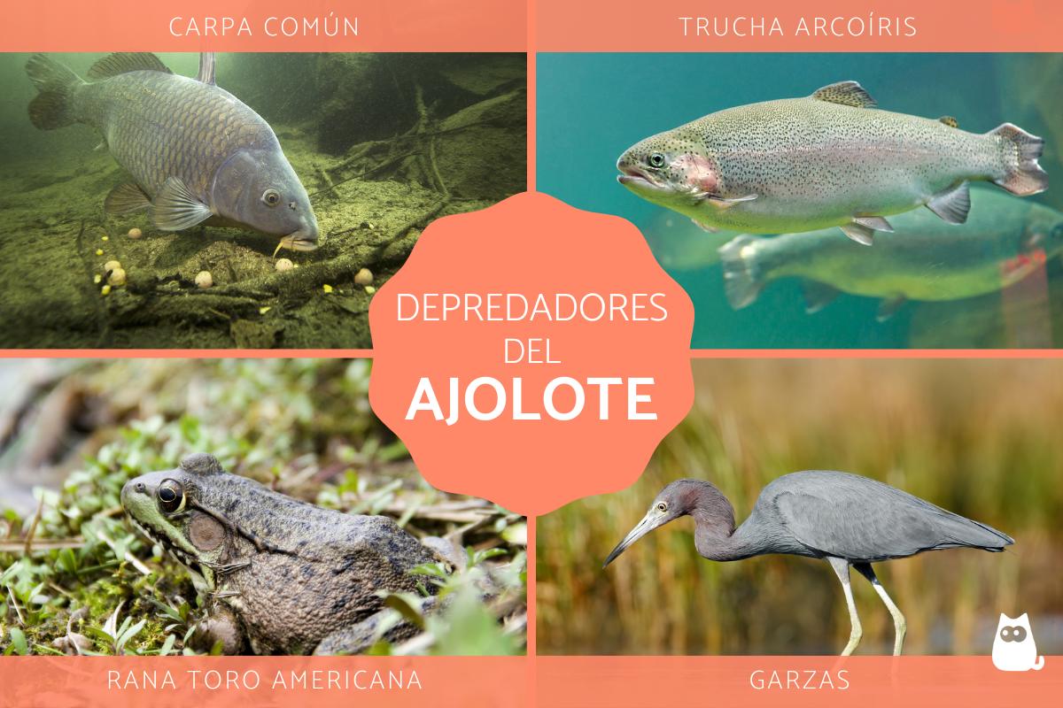 Depredadores del ajolote