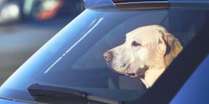 Ha entrado en vigor: la Ley de Bienestar Animal prohíbe dejar a un perro solo dentro de un coche y las multas pueden ser de hasta 200.000 euros
