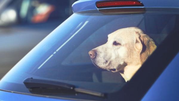 Ha entrado en vigor: la Ley de Bienestar Animal prohíbe dejar a un perro solo dentro de un coche y las multas pueden ser de hasta 200.000 euros