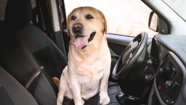 Ha entrado en vigor: la Ley de Bienestar Animal prohíbe dejar a un perro solo dentro de un coche y las multas pueden ser de hasta 200.000 euros - Las multas por incumplir la ley pueden llegar hasta los 200.000 euros