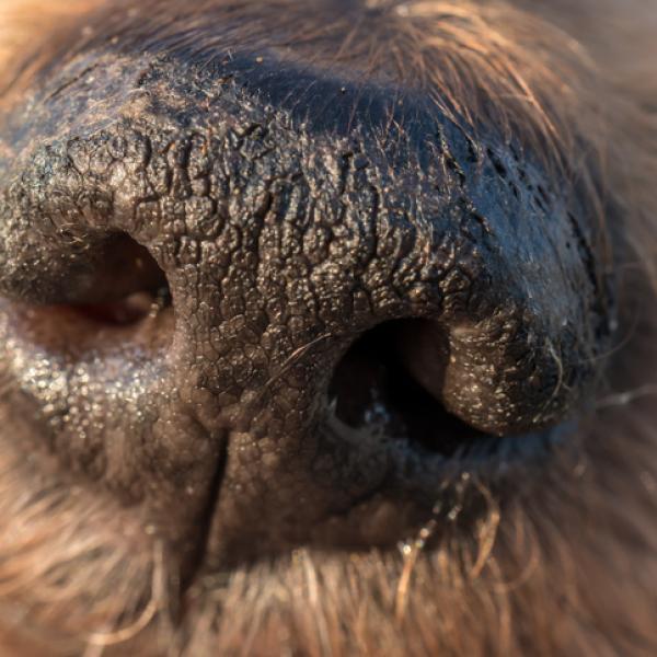 por qué los perros entierran cosas con la nariz