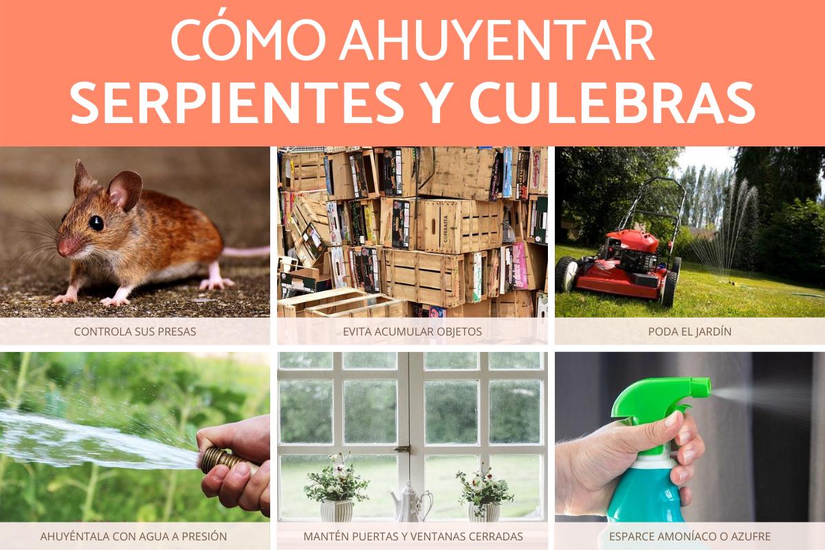 ¿Cómo ahuyentar serpientes y culebras?