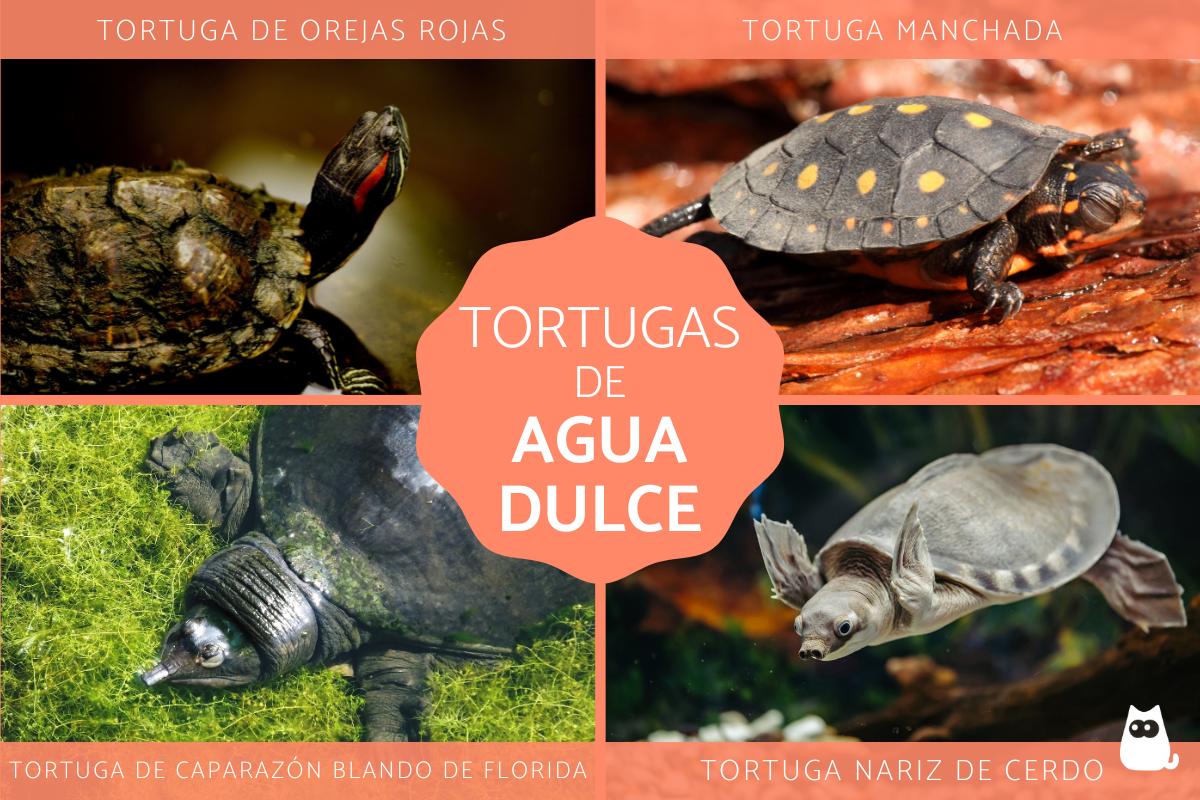 Especies de tortugas de agua dulce