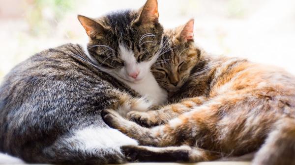 Los veterinarios coinciden: los dueños de gatos tienen hasta un 68% menos de probabilidad de desarrollar asma - Los alergólogos lanzan una advertencia: convivir con un gato no siempre protege frente al asma