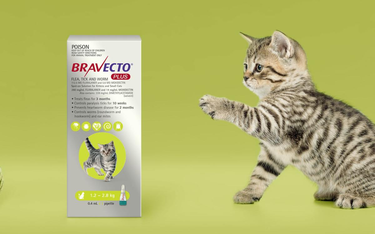 Bravecto para gatos - Prospecto, precio y opiniones