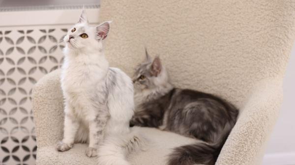 Carlos Gutiérrez, veterinario: “Muchos problemas de conducta en gatos tienen que ver con cambios en su entorno” - Para tu gato, la casa no es solo una casa: es su territorio y cualquier cambio puede estresarle