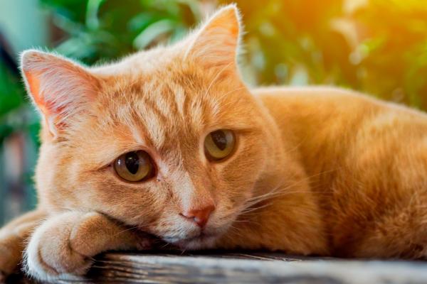 No puedo tener a mi gato, ¿dónde lo puedo dejar?