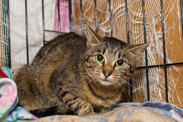 No puedo tener a mi gato, ¿dónde lo puedo dejar? - Opción 6: perreras