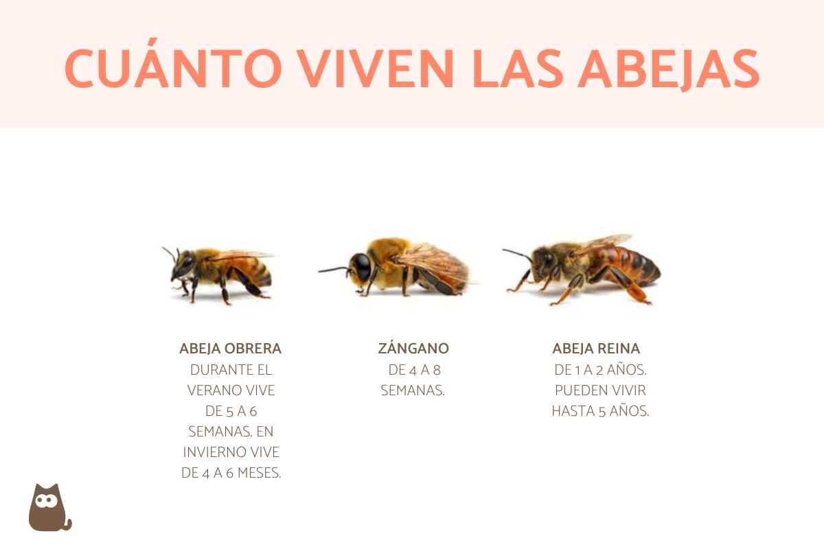 ¿Cuánto vive una abeja?