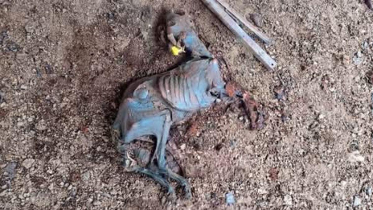 El incendio de Ávila destapa un posible caso de maltrato animal: hallan decenas de animales muertos en una finca