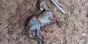 El incendio de Ávila destapa un posible caso de maltrato animal: hallan decenas de animales muertos en una finca
