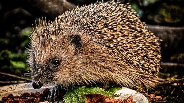 Si ves a un erizo en tu jardín, no suele ser casualidad: esto es lo que significa realmente - Cómo preparar el jardín para que los erizos estén a salvo