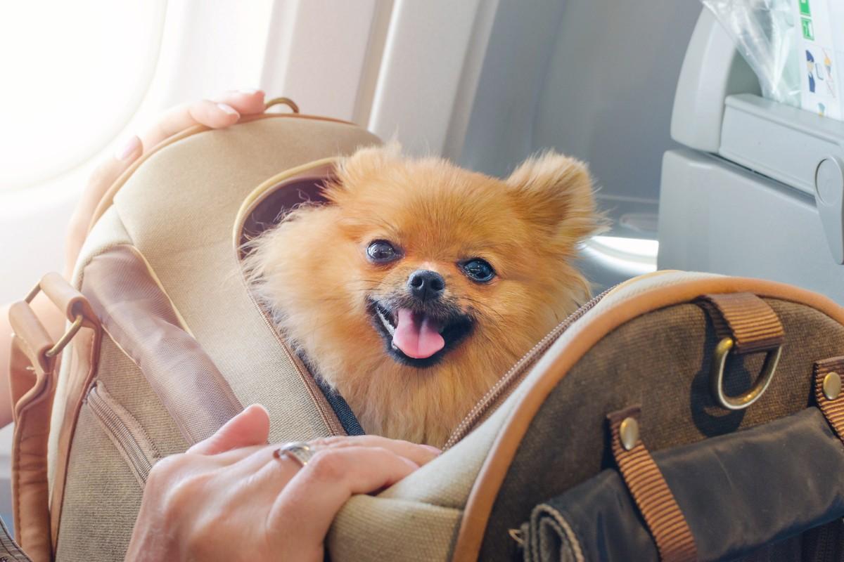 ¿Cómo viajar en avión con perro?