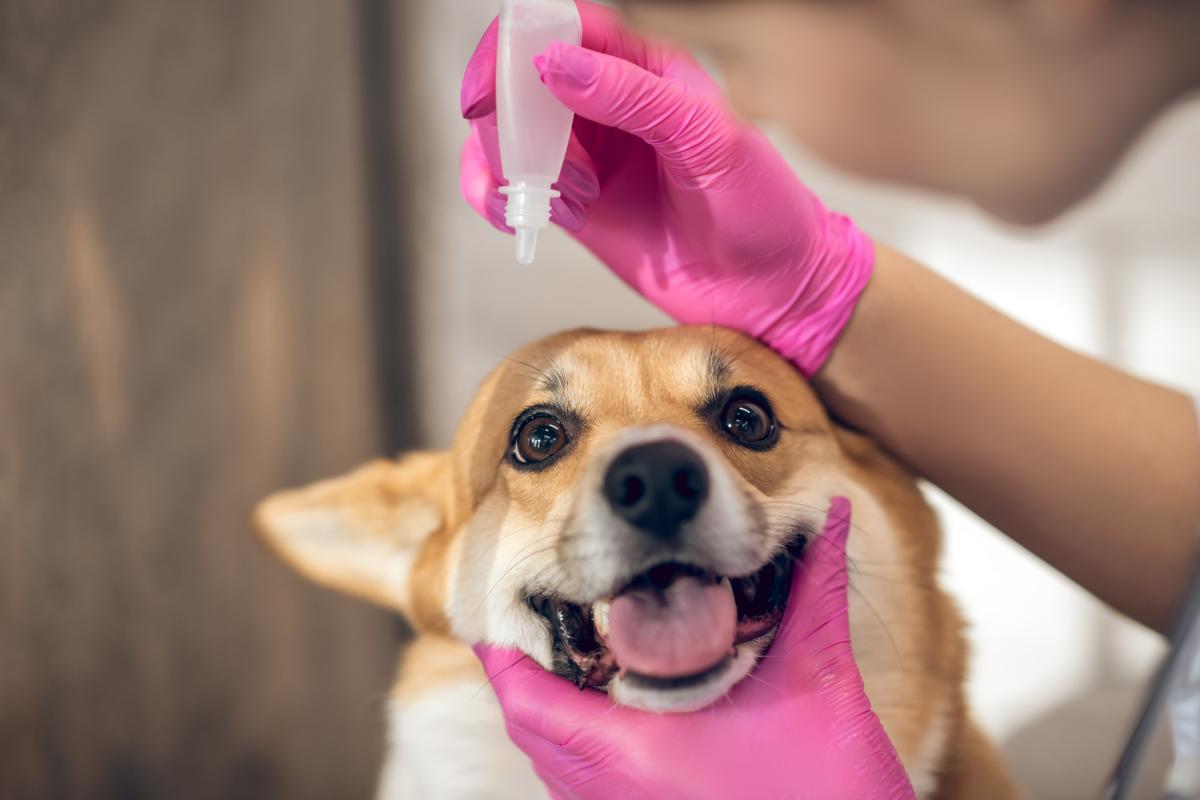 Oftalmowell para perros - Dosis y para qué sirve