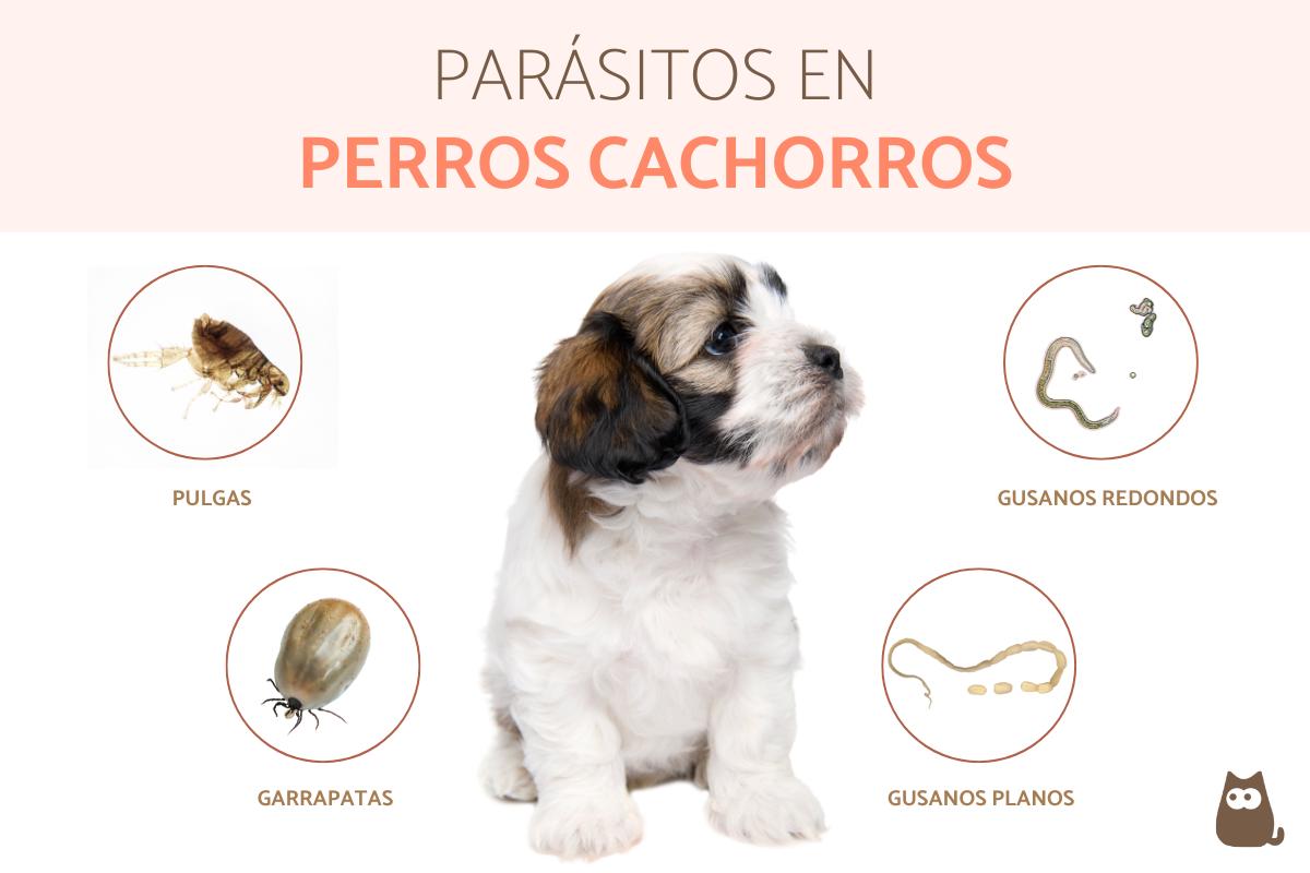 Parásitos en cachorros - Síntomas y tratamiento