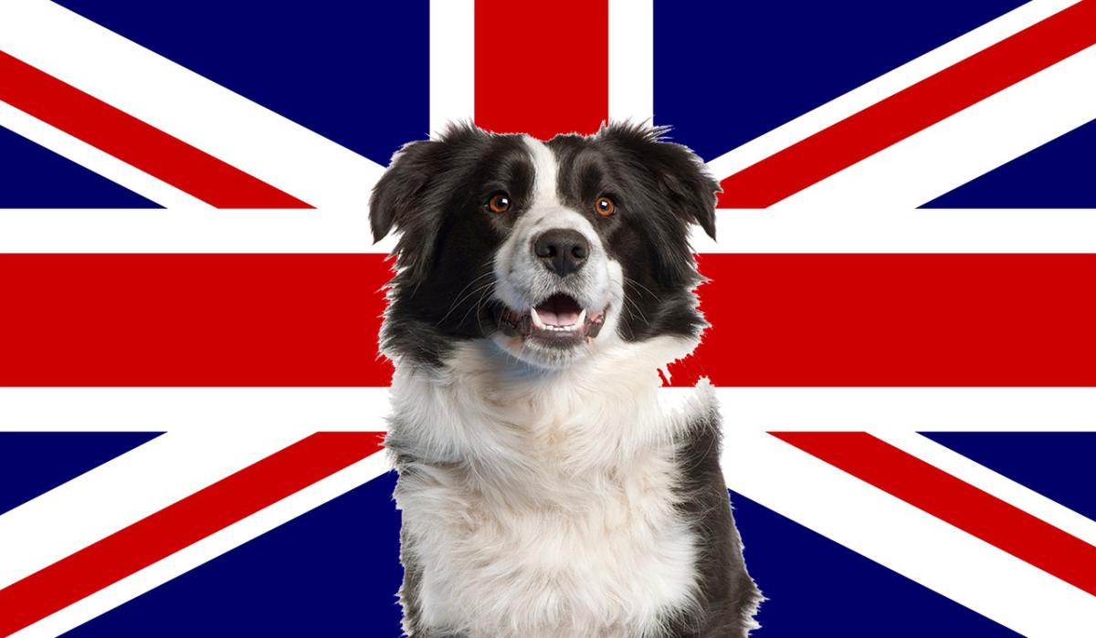 Razas de perros ingleses