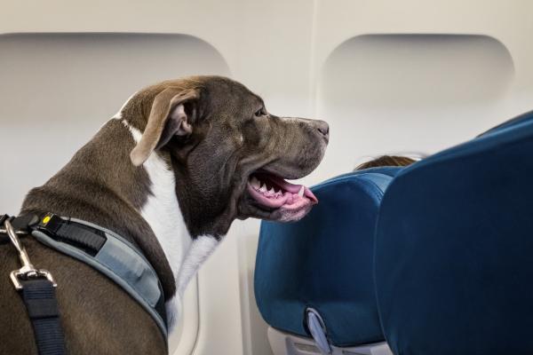 ¿Cómo viajar en avión con perro? - ¿Se puede viajar en avión con perros?