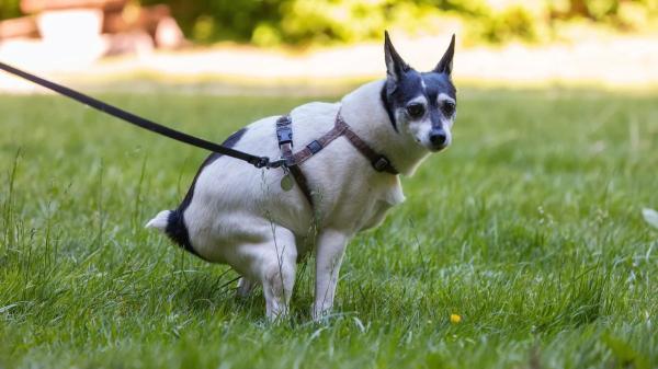 Llegan las primeras multas por no recoger las heces de los perros: el ADN ya permite identificar a los responsables en varios municipios de España - Así se identifica por ADN al perro que dejó sus heces en la calle