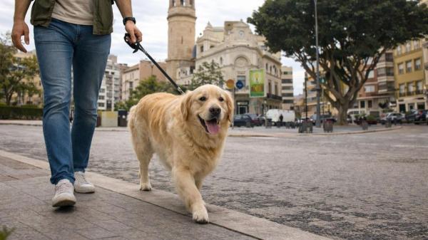 Llegan las primeras multas por no recoger las heces de los perros: el ADN ya permite identificar a los responsables en varios municipios de España - Cada vez más municipios se suman al censo genético