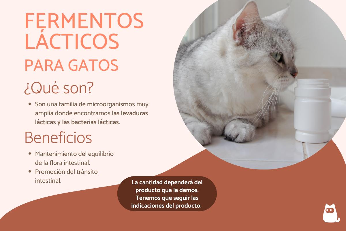 Fermentos lácticos para gatos