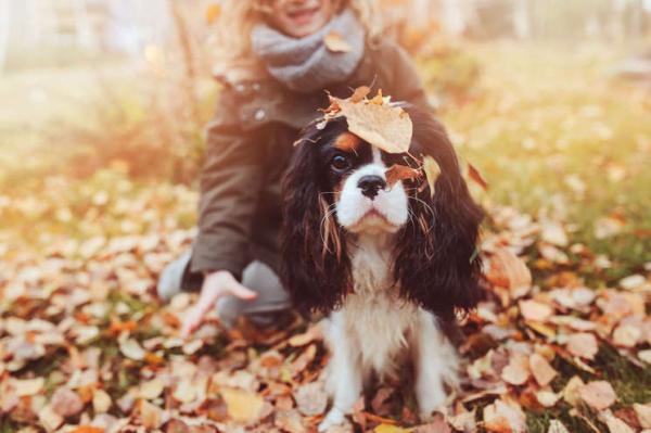 Las mejores horas para pasear a un perro
