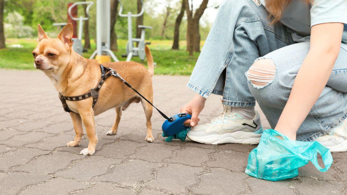 Llegan las primeras multas por no recoger las heces de los perros: el ADN ya permite identificar a los responsables en varios municipios de España