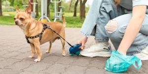 Llegan las primeras multas por no recoger las heces de los perros: el ADN ya permite identificar a los responsables en varios municipios de España