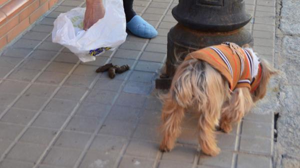 Llegan las primeras multas por no recoger las heces de los perros: el ADN ya permite identificar a los responsables en varios municipios de España - Marchamalo ya tramita las primeras sanciones por las heces identificadas mediante ADN