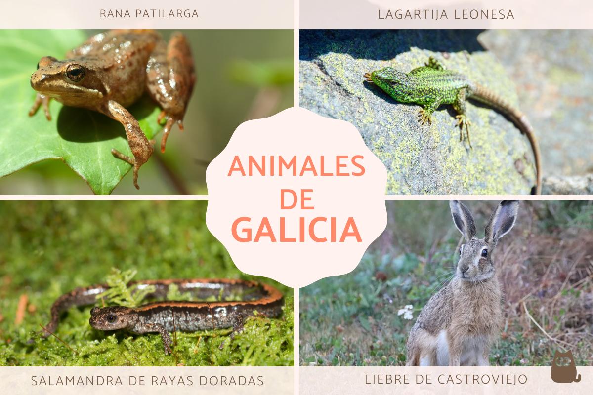 Fauna de Galicia