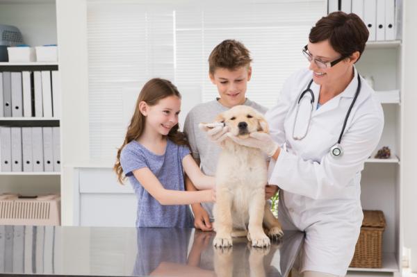 Sangre en las heces del perro: causas principales - Tratamiento de la sangre en las heces del perro