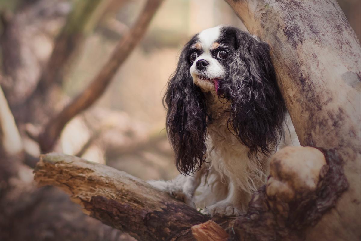 ¿Cómo quitar resina del pelo de un perro?