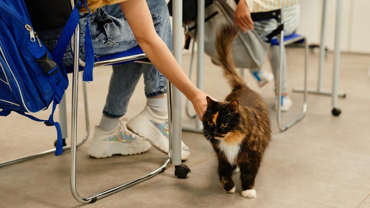 Cuando los gatos se convierten en maestros: la curiosa iniciativa de un instituto asturiano