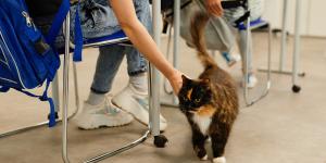 Cuando los gatos se convierten en maestros: la curiosa iniciativa de un instituto asturiano