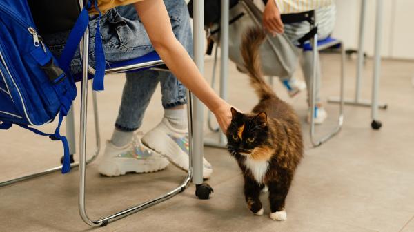 Cuando los gatos se convierten en maestros: la curiosa iniciativa de un instituto asturiano