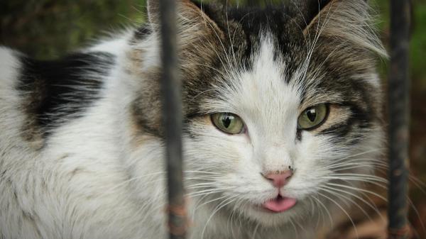 Cuando los gatos se convierten en maestros: la curiosa iniciativa de un instituto asturiano - Mucho más que compañía: la educación como herramienta para combatir el abandono