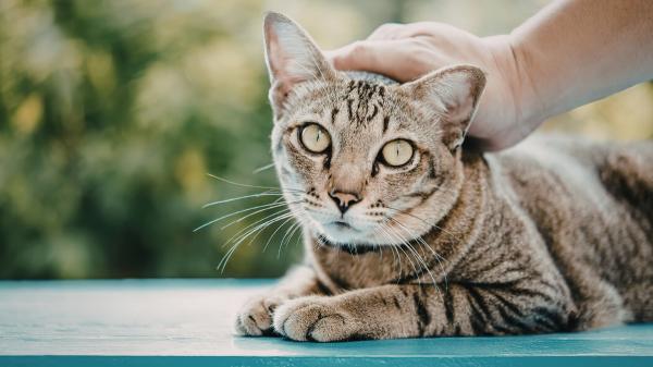 Cuando los gatos se convierten en maestros: la curiosa iniciativa de un instituto asturiano - ¿Por qué los gatos son los “maestros” perfectos para los adolescentes?
