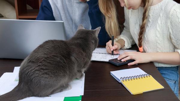 Cuando los gatos se convierten en maestros: la curiosa iniciativa de un instituto asturiano - Un proyecto pionero para educar en el respeto hacia a los animales