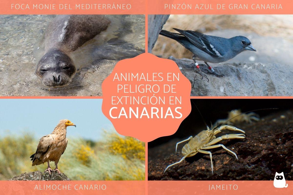 Animales en peligro de extinción en Canarias