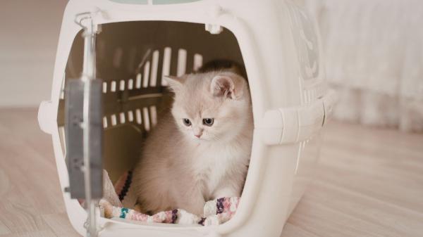 Entra hoy en vigor: las nuevas normas obligatorias de la UE para viajar con perros y gatos - Qué cambia realmente en los viajes con animales a partir del 22 de abril de 2026