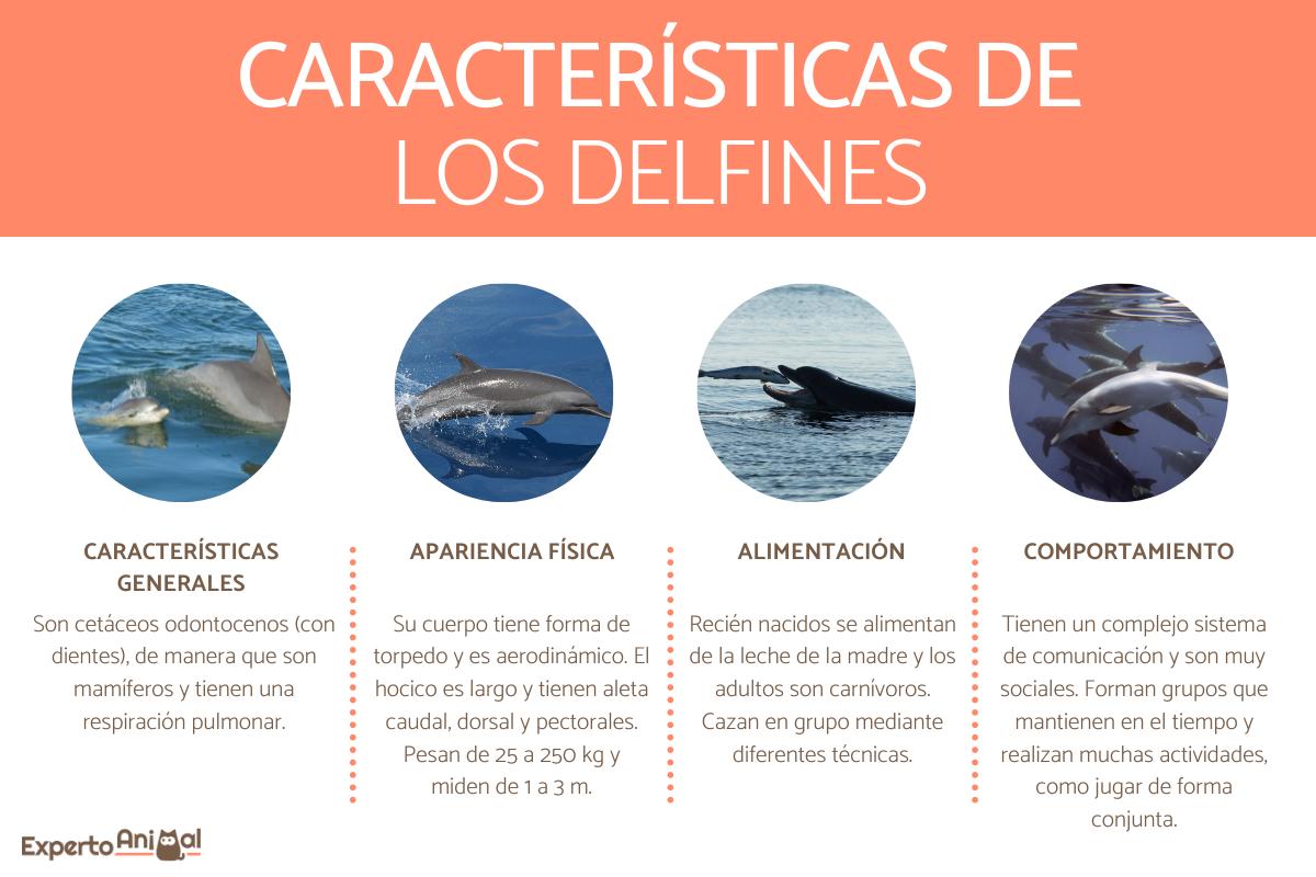 Características del delfín
