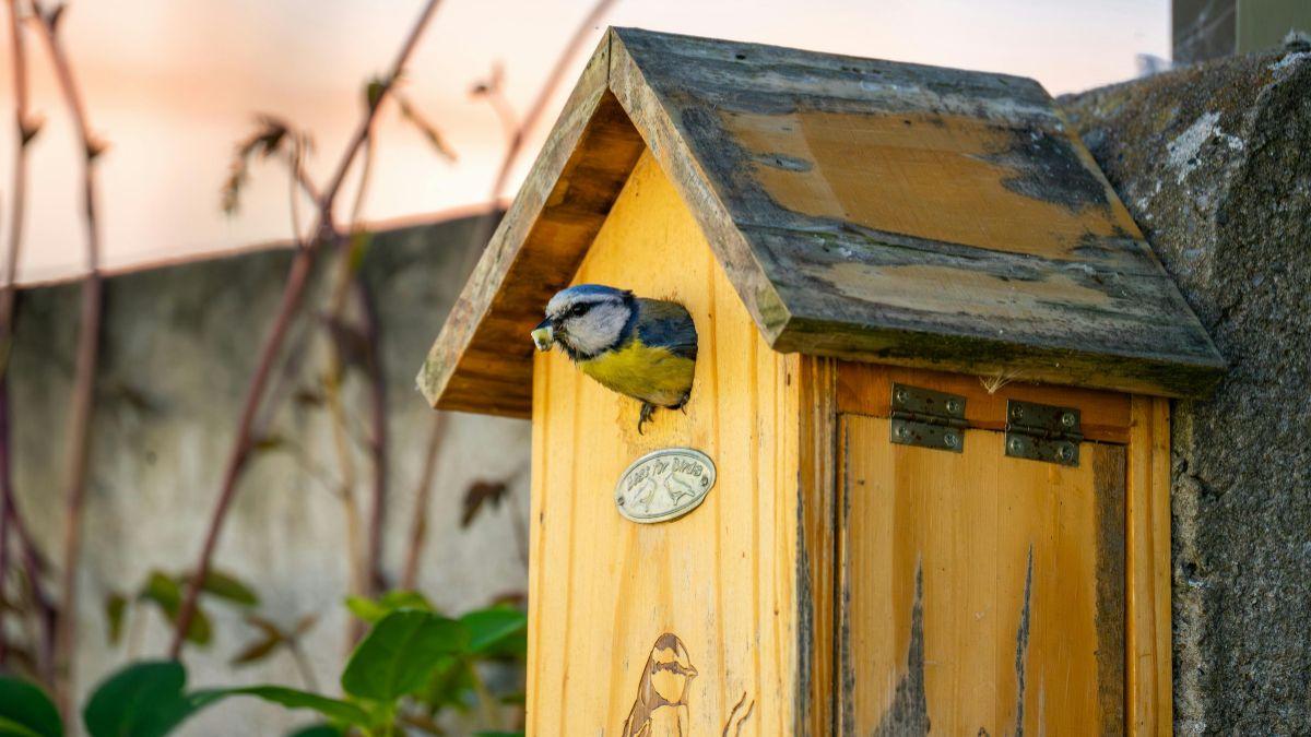Cómo construir una caja nido para aves urbanas: la guía de la Sociedad Española de Ornitología para ayudar a los pájaros