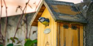 Cómo construir una caja nido para aves urbanas: la guía de la Sociedad Española de Ornitología para ayudar a los pájaros