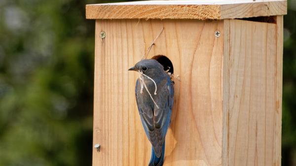 Cómo construir una caja nido para aves urbanas: la guía de la Sociedad Española de Ornitología para ayudar a los pájaros - No todas las aves usan la misma “casa”: así eligen su refugio
