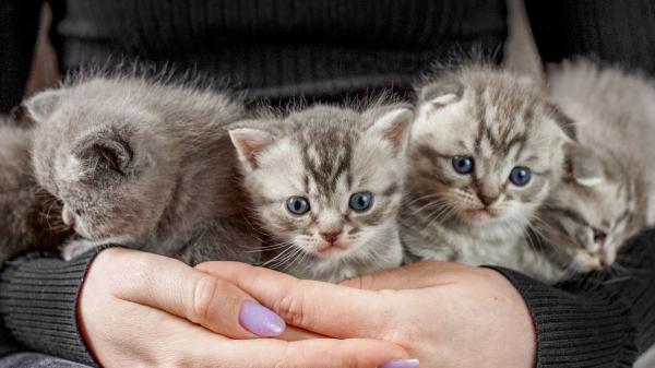 Los expertos advierten: “Una sola gata sin esterilizar puede tener más de 200 gatitos en toda su vida” - Hasta 15 gatitos al año: lo que sucede cuando no se esteriliza